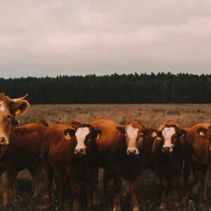 Troupeau de bovins dans un élevage, illustration du commerce de bétail vivant
